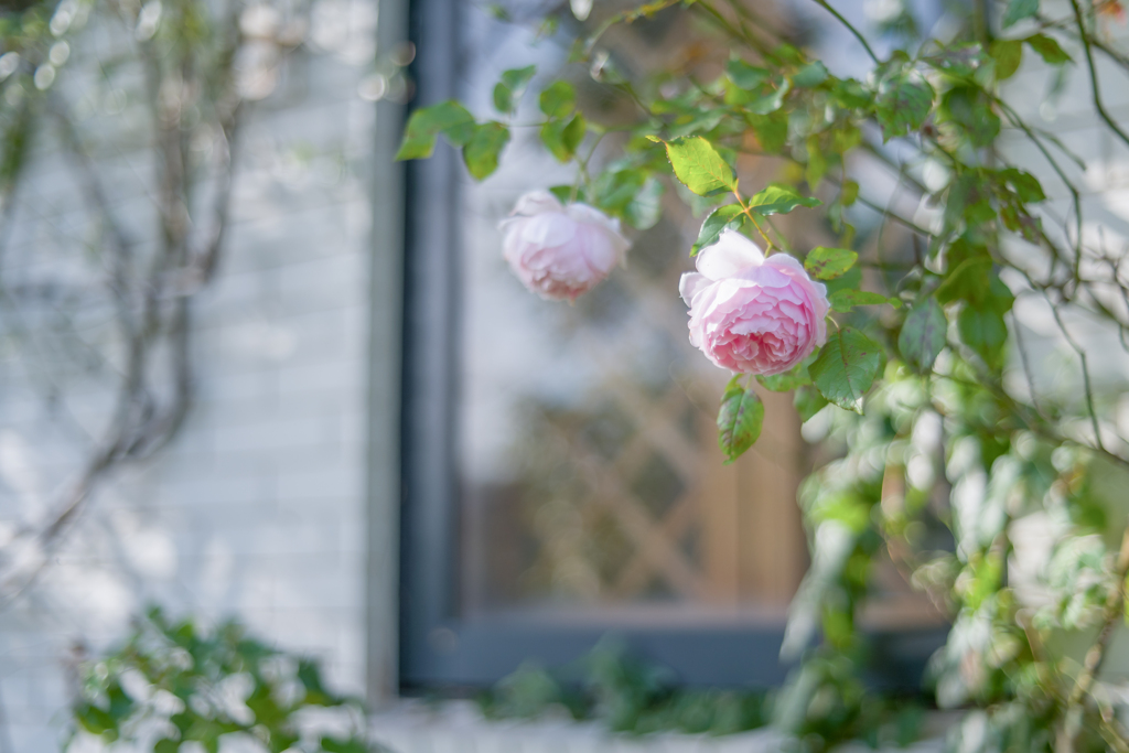 2022/10/21 Rose collection ♡ 2022-16