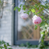 2022/10/21 Rose collection ♡ 2022-16