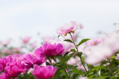 芍薬１