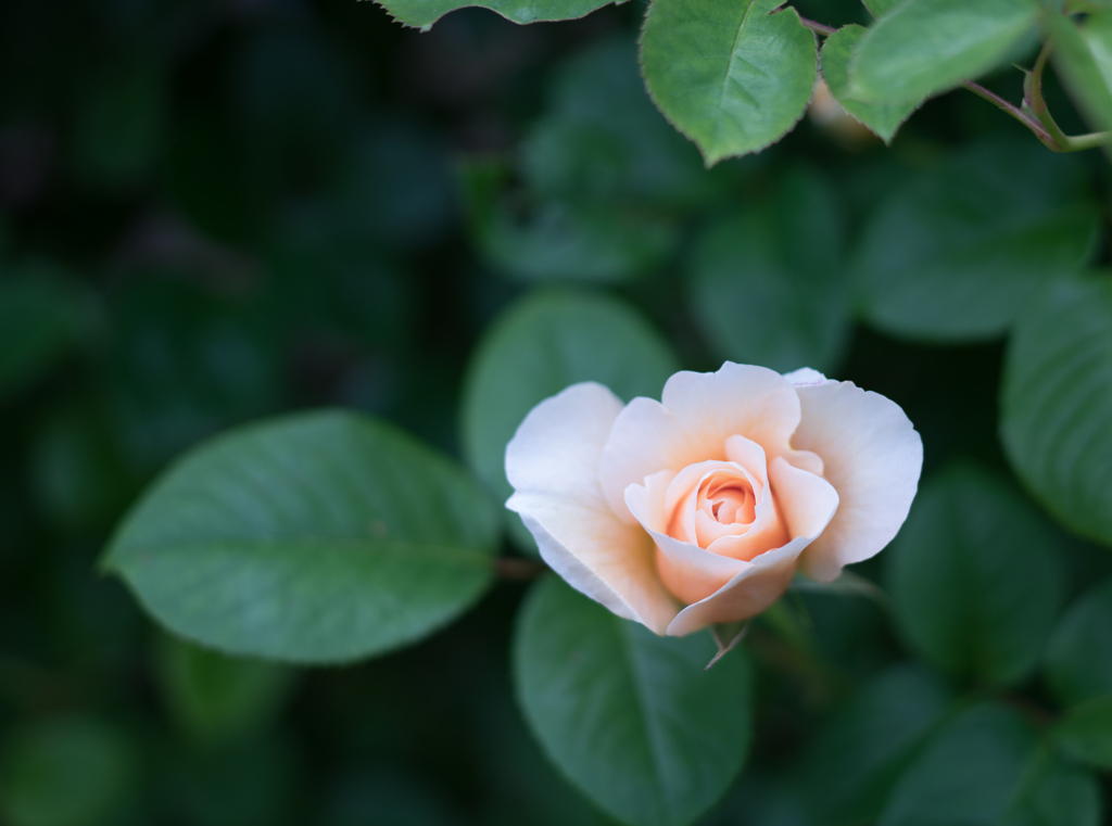 Rose ♡ collection  2020-04