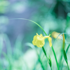 涼やか yellow・・・♬