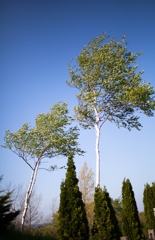 揺れて　寄り添う