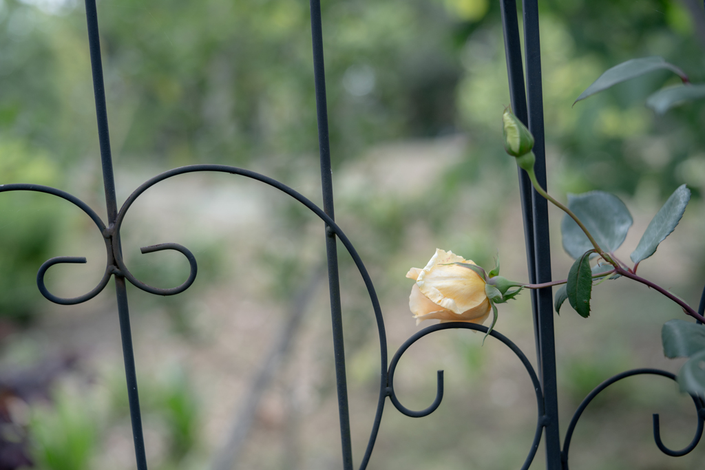 2025/05/23 Rose collection ♡ 01