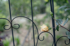 2025/05/23 Rose collection ♡ 01