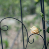 2025/05/23 Rose collection ♡ 01