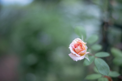 2025/06/06 Rose collection ♡ 04