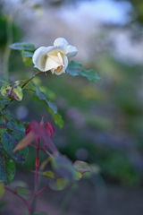 2024/11/12 Rose collection ♡ 27