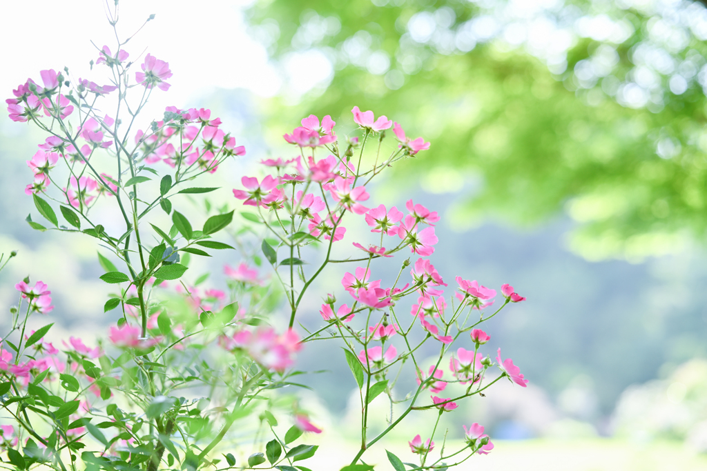 2024/06/14 Rose collection ♡ 13