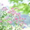 2024/06/14 Rose collection ♡ 13
