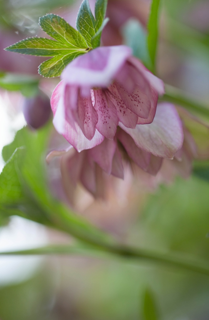 クリスマスローズ１