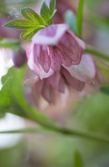 クリスマスローズ１