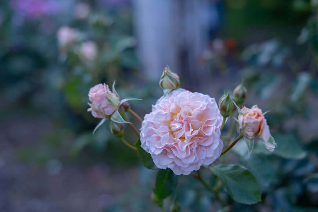 2025/06/12 Rose collection ♡ 15