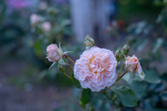 2025/06/12 Rose collection ♡ 15