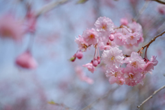 2025/04/11 枝垂れ桜・・・♡