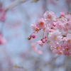 2025/04/11 枝垂れ桜・・・♡