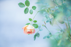 Rose collection ♡ 2017-31