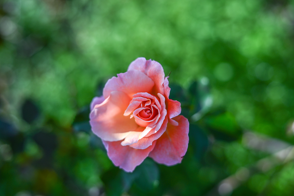 2023/11/02 Rose collection ♥ 27