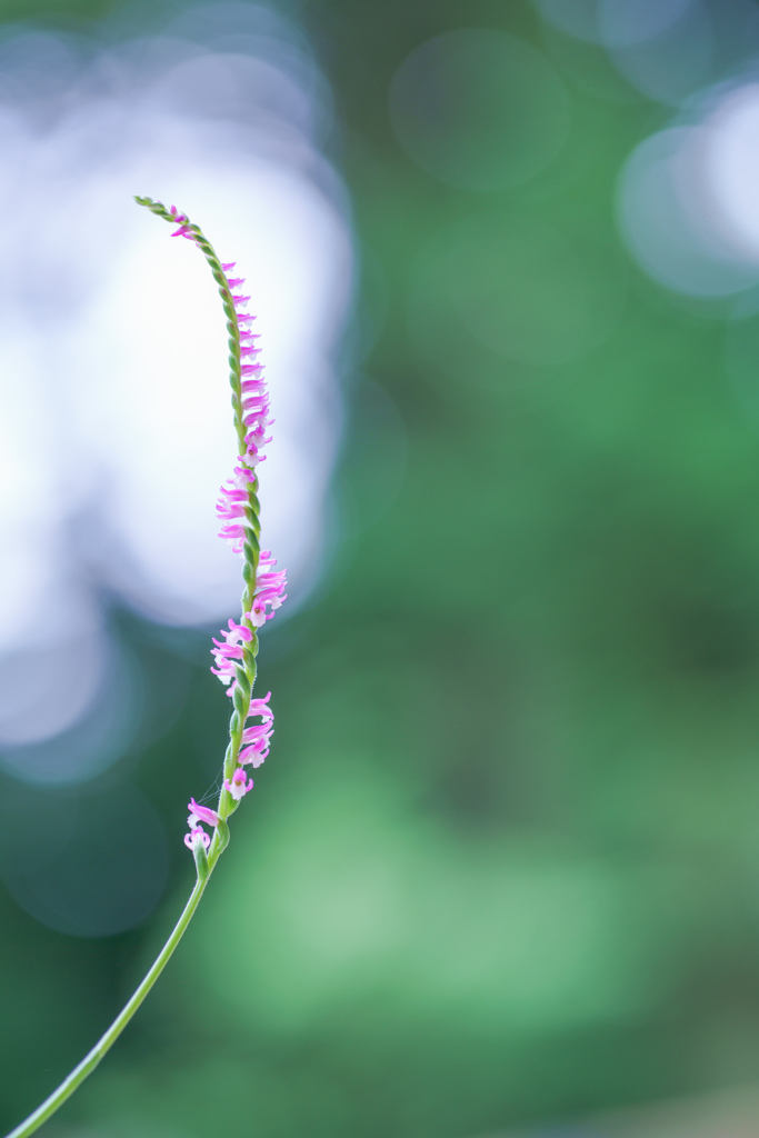 思慕・・・♡