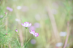 秋桜・・・♡