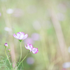 秋桜・・・♡