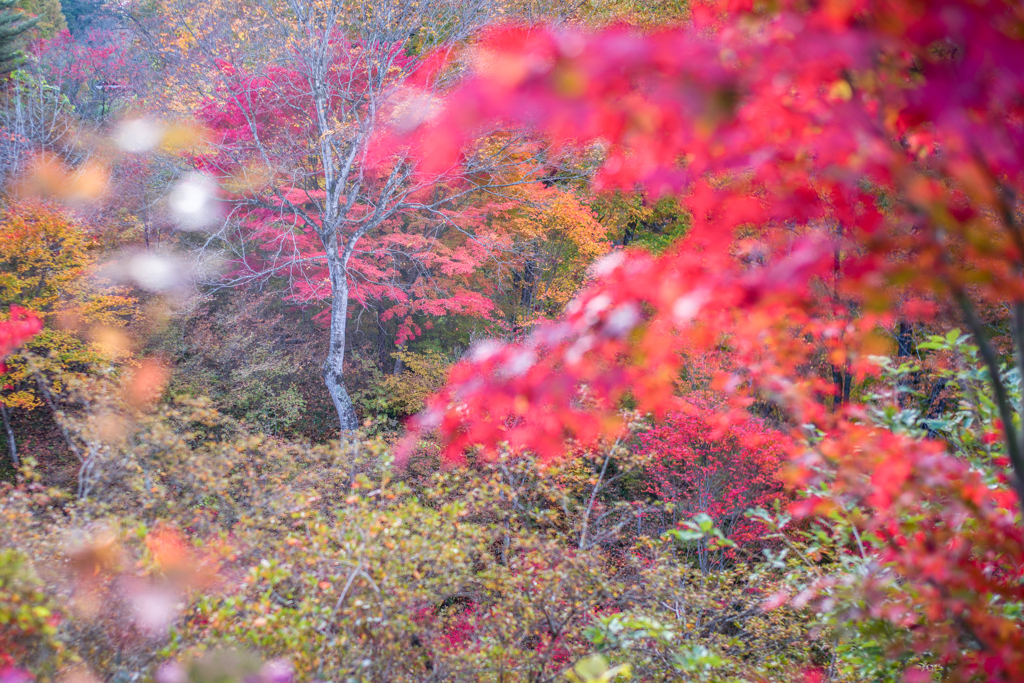 2022/11/04 Autumn colors・・・❤