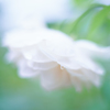 雨音はショパンの調べ・・・♬