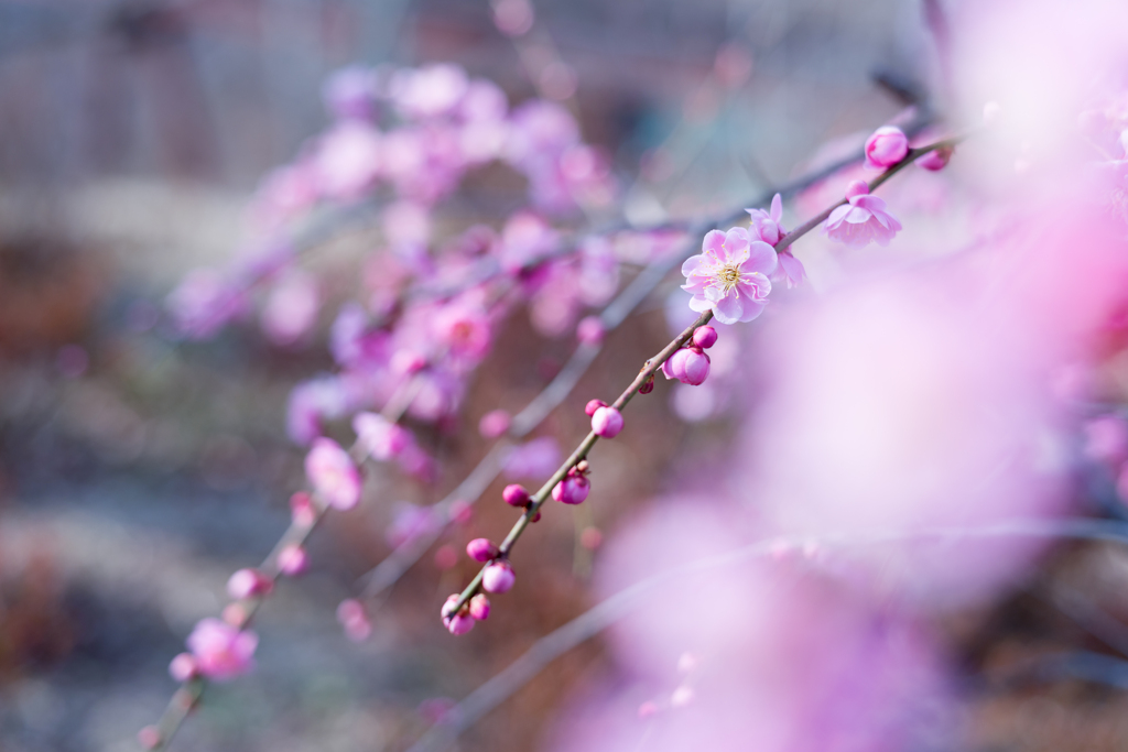2023/03/07 枝垂れ梅・・・♡