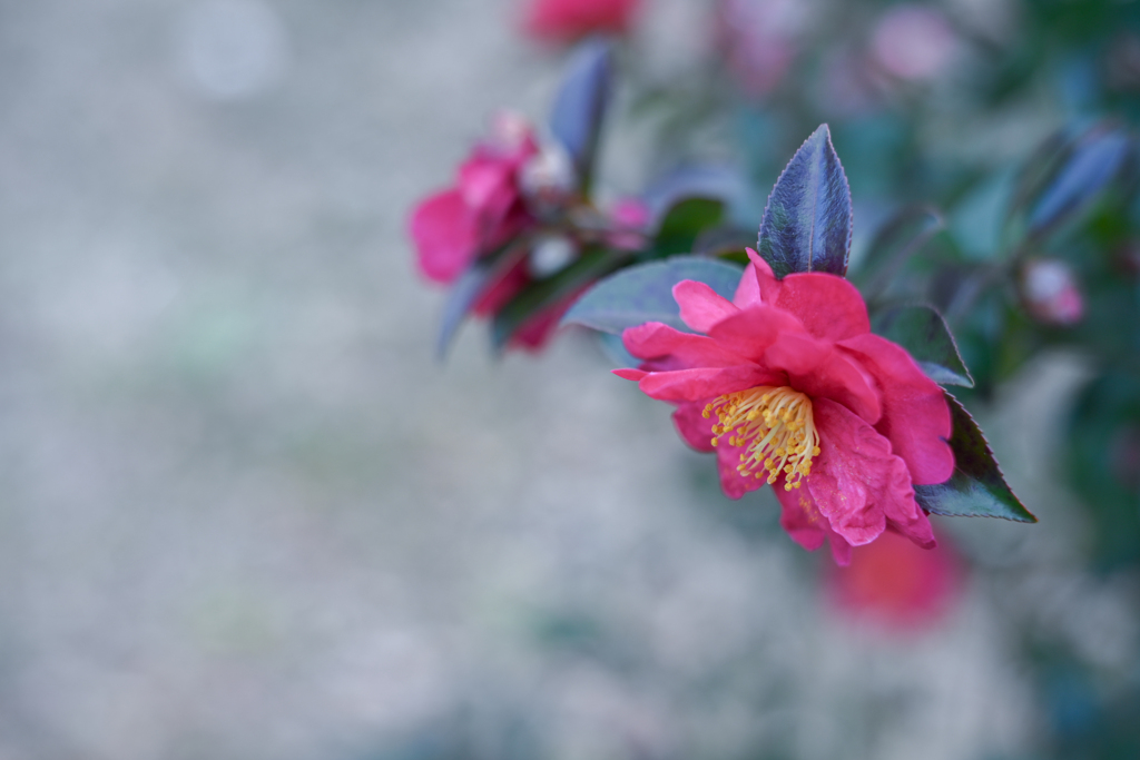 2025/01/24 ひたむき・・・♡