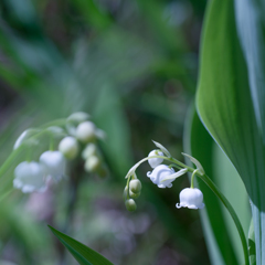 君影草・・・♡