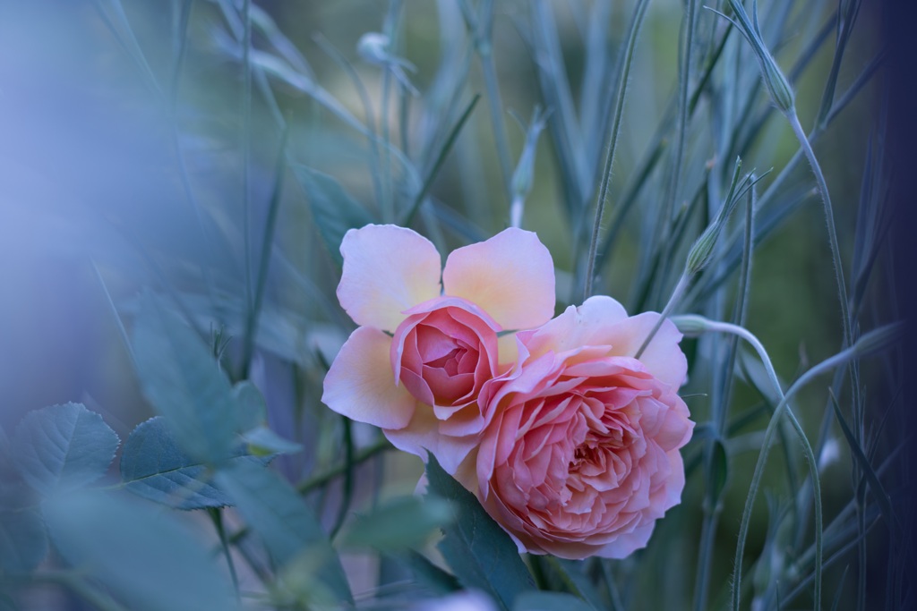 Rose collection ♡ 2020-09