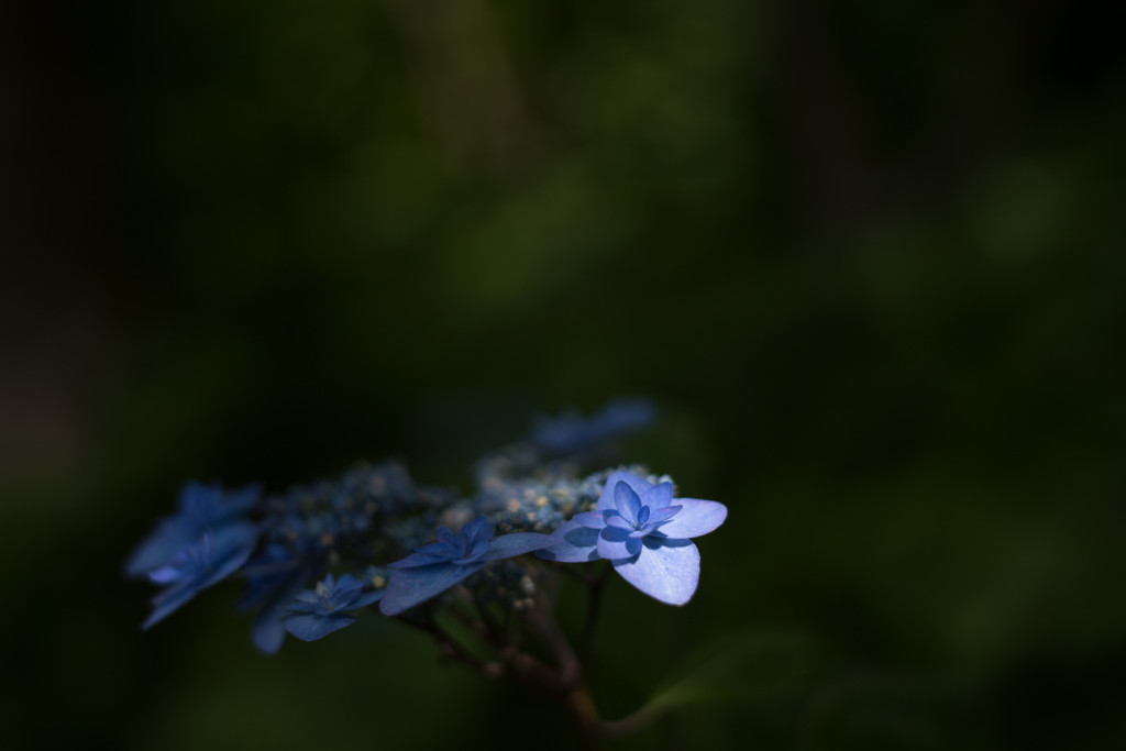 紫陽花 collection  2018-04