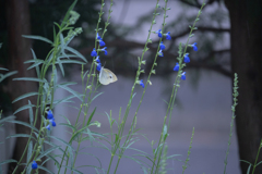 2025/09/17 小雨の庭で・・・♥
