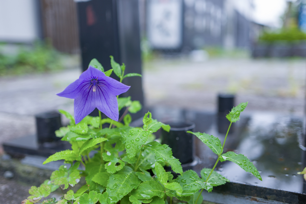 路傍の花