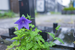 路傍の花