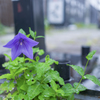 路傍の花