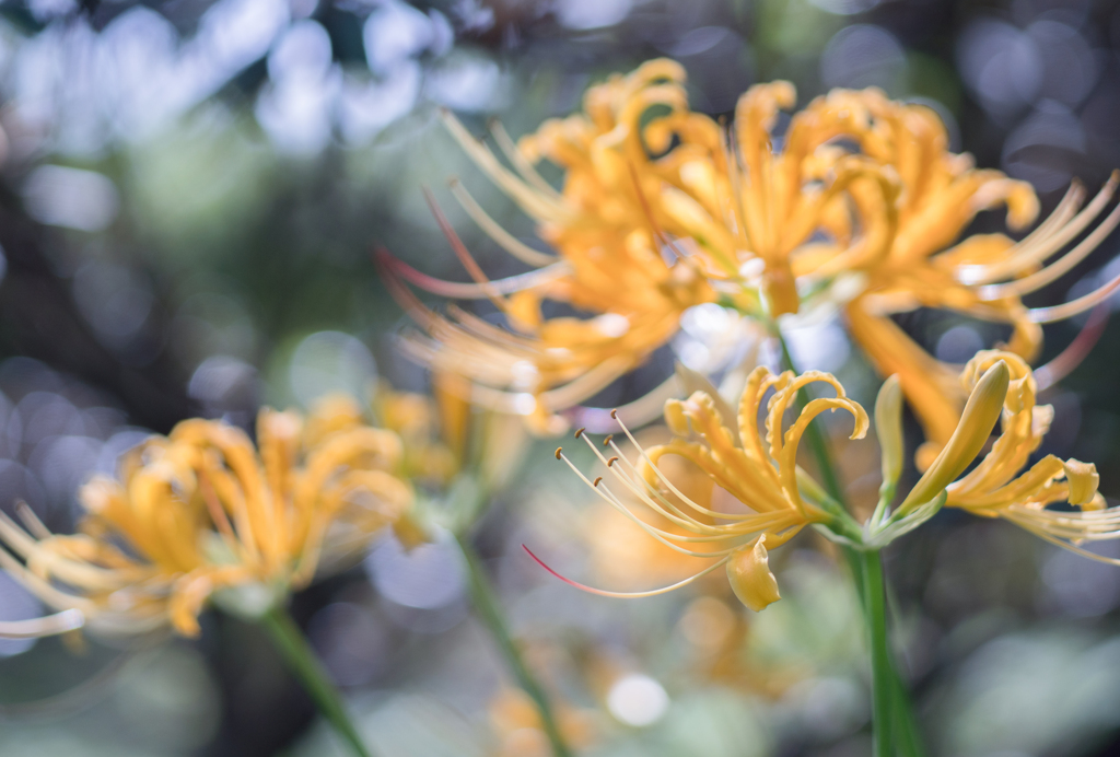 花だより・・・♪