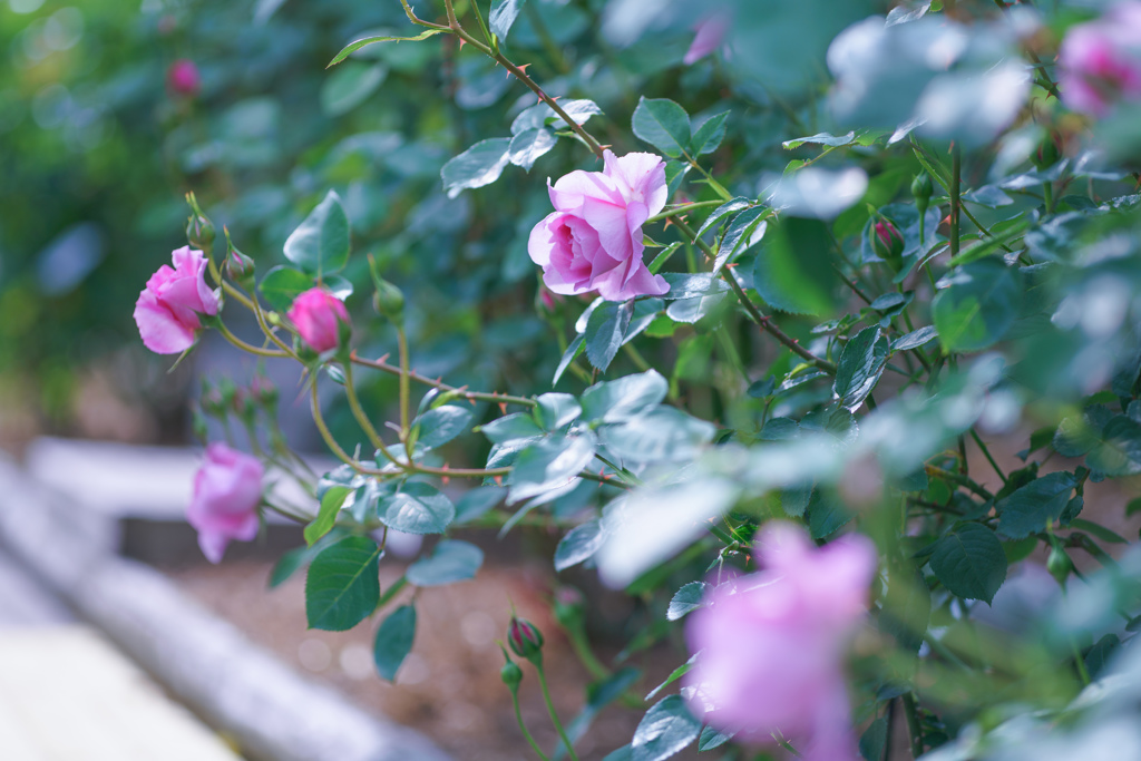 Rose collection ♡ 2016-15