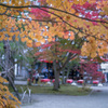秋彩・毛越寺・・・ⅰ