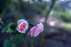 2025/08/28 Rose collection ♡ 23