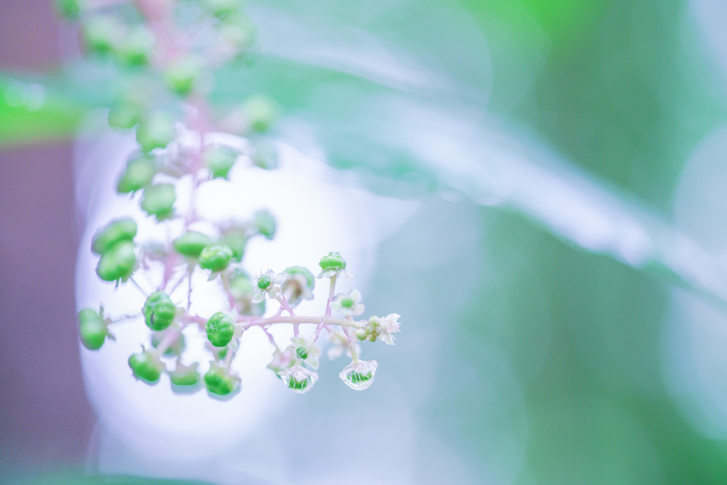 雫　咲きました・・・♡