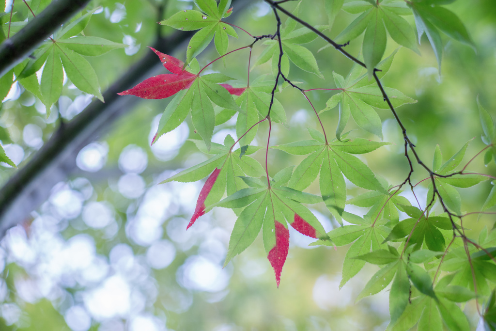 紅葉だより・・・１