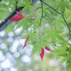 紅葉だより・・・１