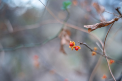 2025/11/19 ツルウメモドキ・・・♡