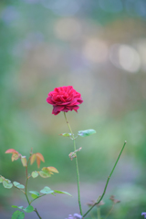 秋の薔薇・・・ⅴ