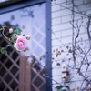 Rose collection ♡ 2020-17