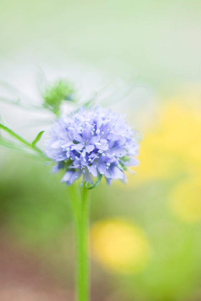 20210524 Blue Perfume・・・♡