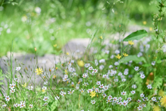 2024/05/25 野の花だより・・・(^^♪