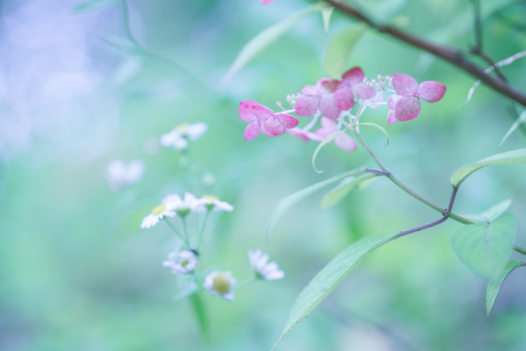 草木も花もとろける昼下がり