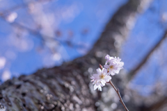 十月桜・・・♪