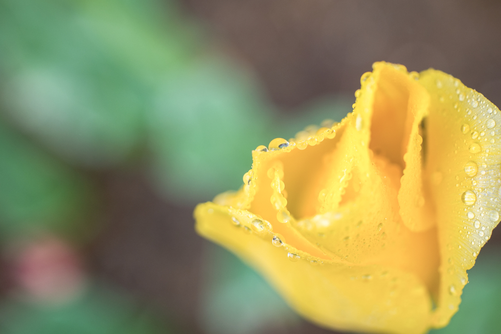20220414 きょうも雨・・・(^^♪